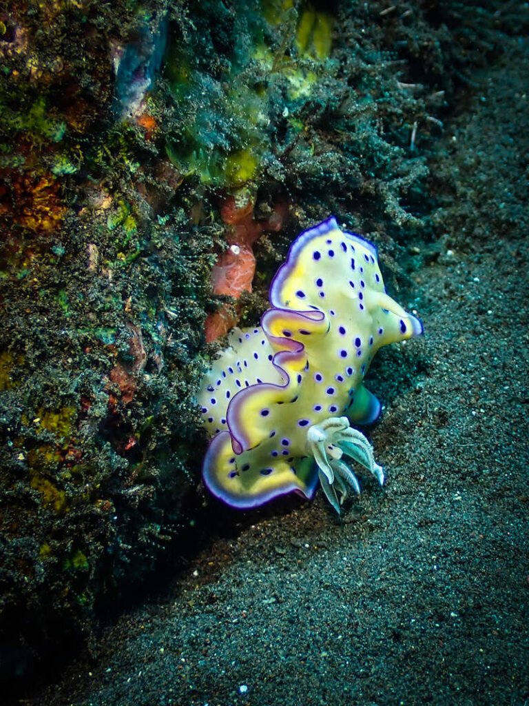 Goniobranchus kuniei 'Marilyn' sea slug with spots