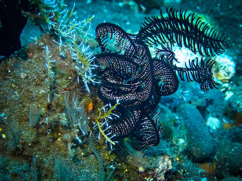 black soft corals in tulamben