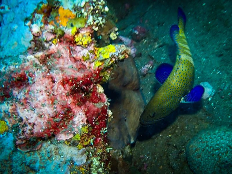 A colorful grouper next to some brilliant colored coral