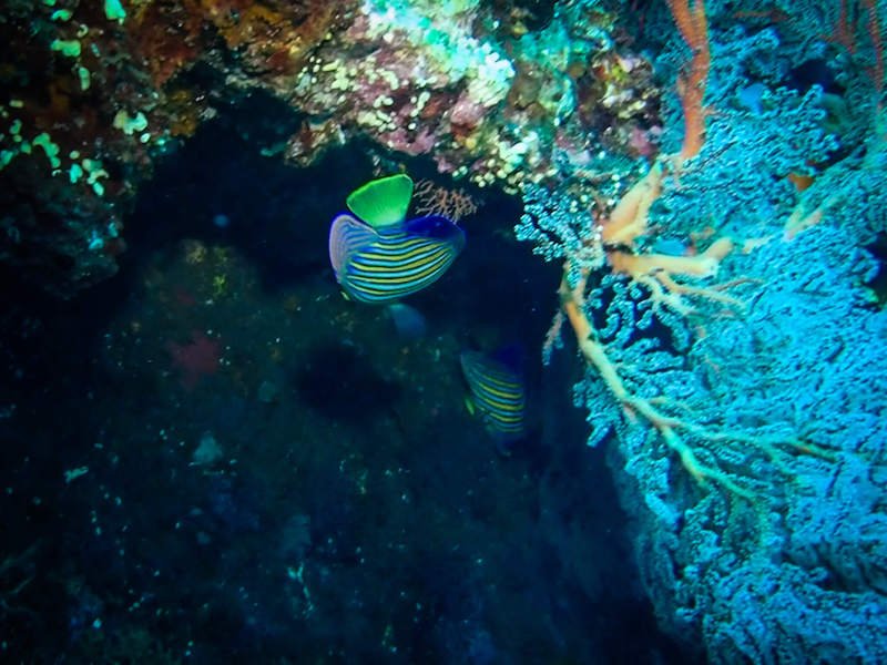 A regal angelfish swimming near a beautiful soft coral area in the USAT Liberty shipwreck dive underwater