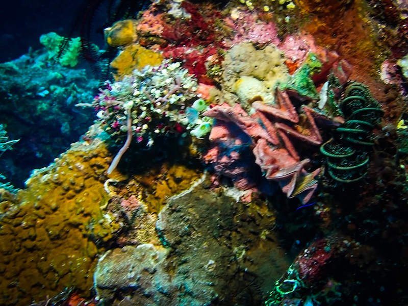 Huge corals on the wall of a ship in Bali