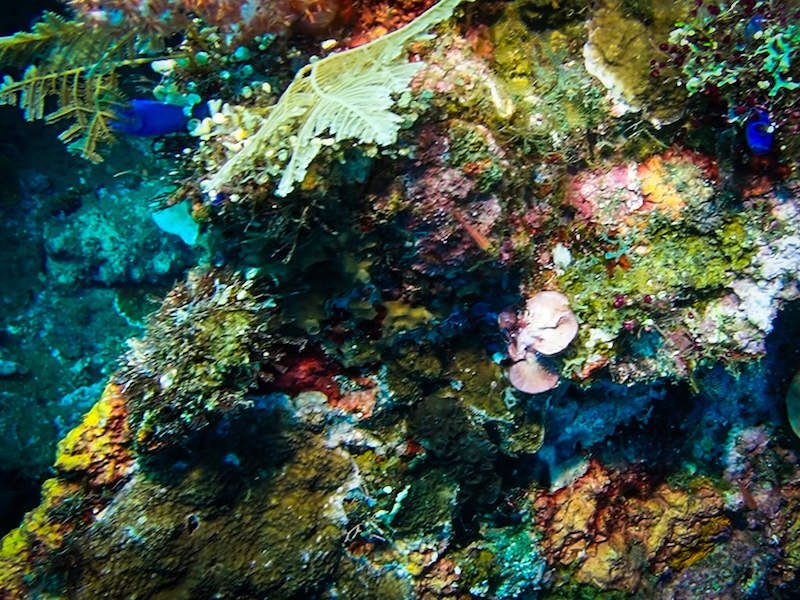 Coral covered wreckage of the USAT Liberty with lots of colorful corals