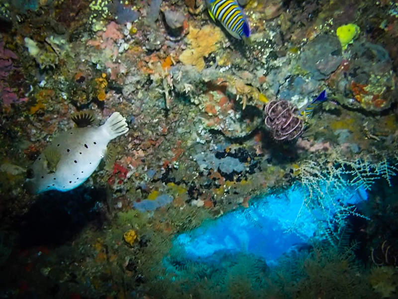 A dogface pufferfish in the water at the USAT Liberty Wreck