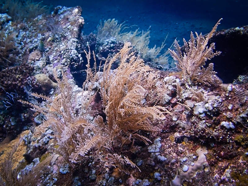 Beautiful soft corals on the beginning of the shipwreck in the more shallow area