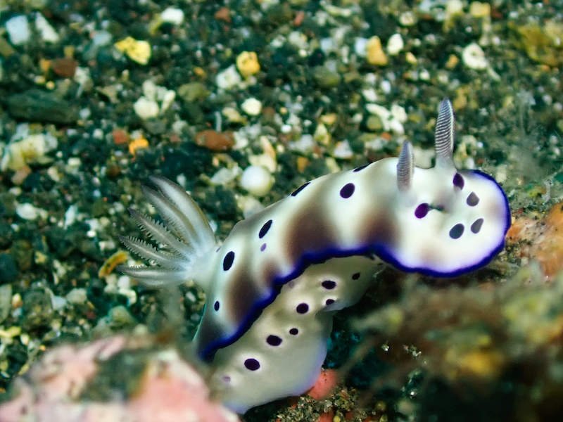 A purple and White Sea slug with antennae and gills