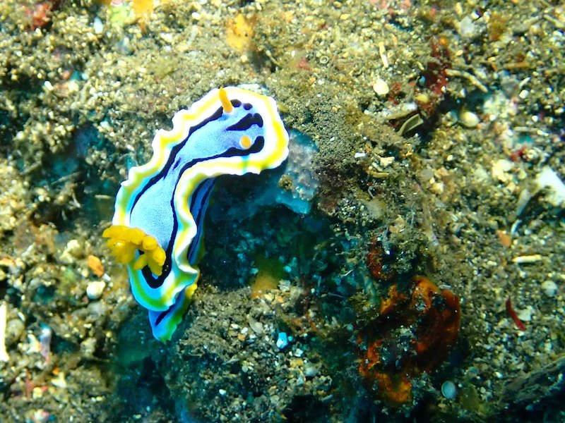 A blue and orange and white nudibranch (sea slug)