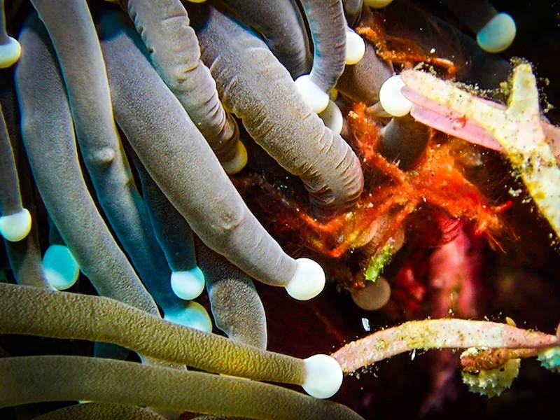 A tiny orange orangutan crab spotted at the dive site among some anemone with bulbous tips