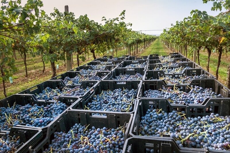 Grapes put into baskets between rows of vineyards in the Amarone wine growing region near Verona on a cloudy day