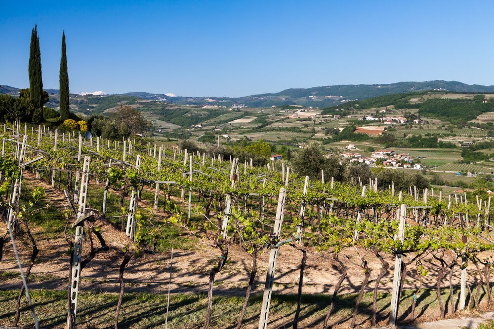 A picturesque vineyard stretching over rolling hills, with neatly aligned grapevines, guarded by tall cypress trees. In the background, the scenic countryside unfolds, featuring patches of greenery, sporadic houses, all in the Amarone fields of the Valpolicella wine region of Italy
