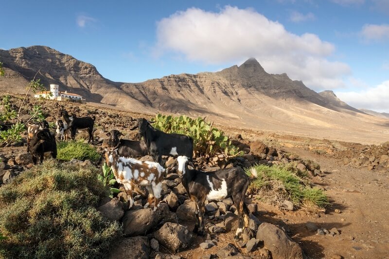 A family of goats on a desert-like barren landscape, grazing in the natural park near Cofete, Fuerteventura hiking area