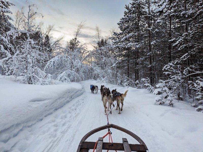Dog sledding in Alta, Norway around 2 PM as the sun is setting over the winter pine landscape