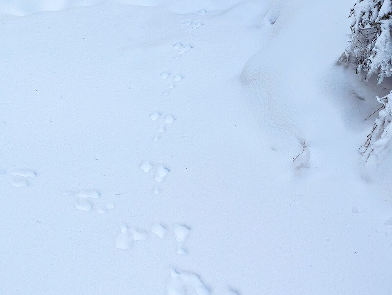 Footprints from an animal left in the snow