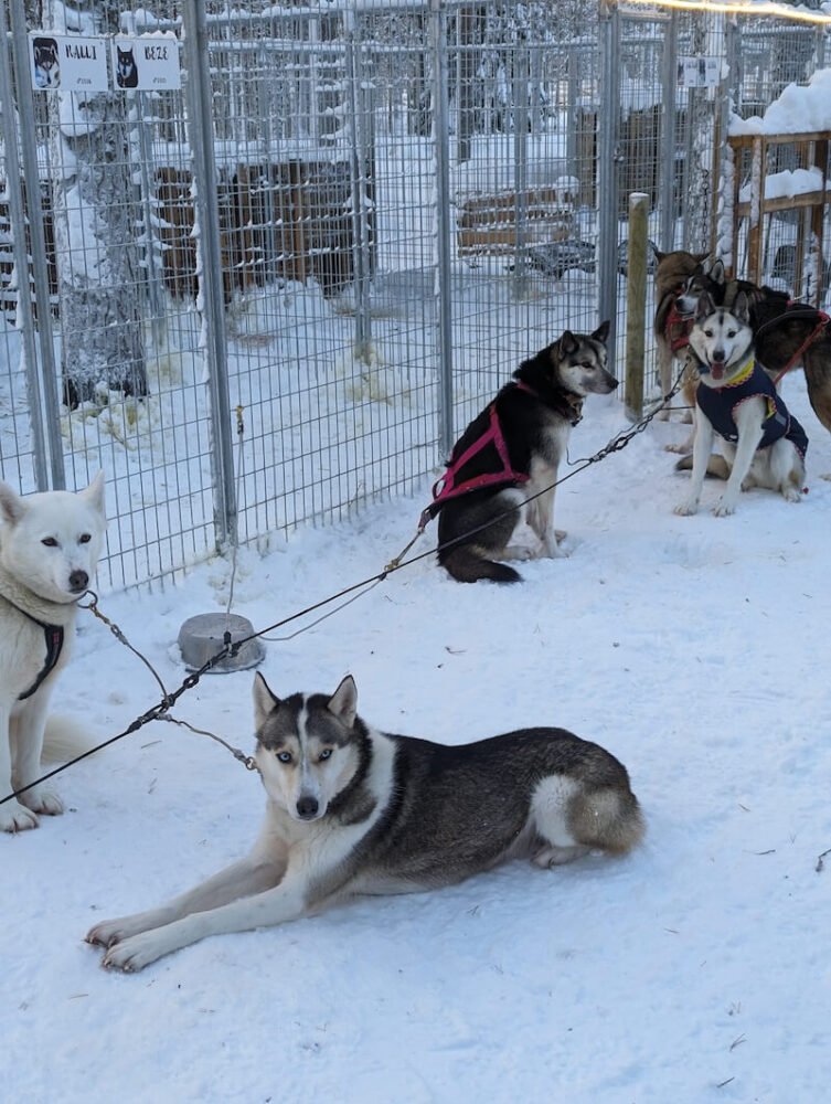 Huskies on harnesses attached to the dog sled, ready to go!