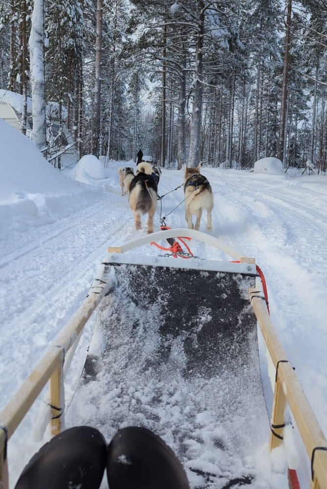 Sitting on the dog sled in Rovaniemi with the dogs running ahead in the forest