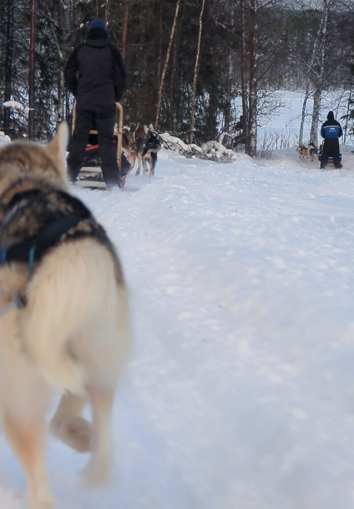 View of the huskies running while sitting on a dog sled