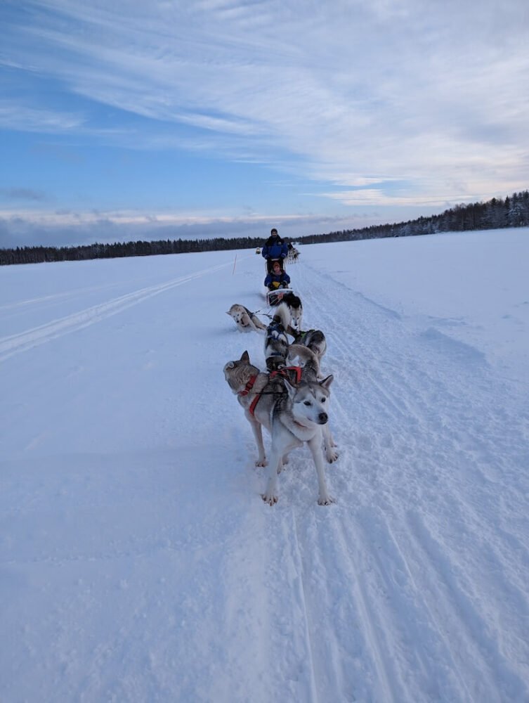 Dogs on the frozen lake at Apukka Resort while dog sledding in Rovaniemi