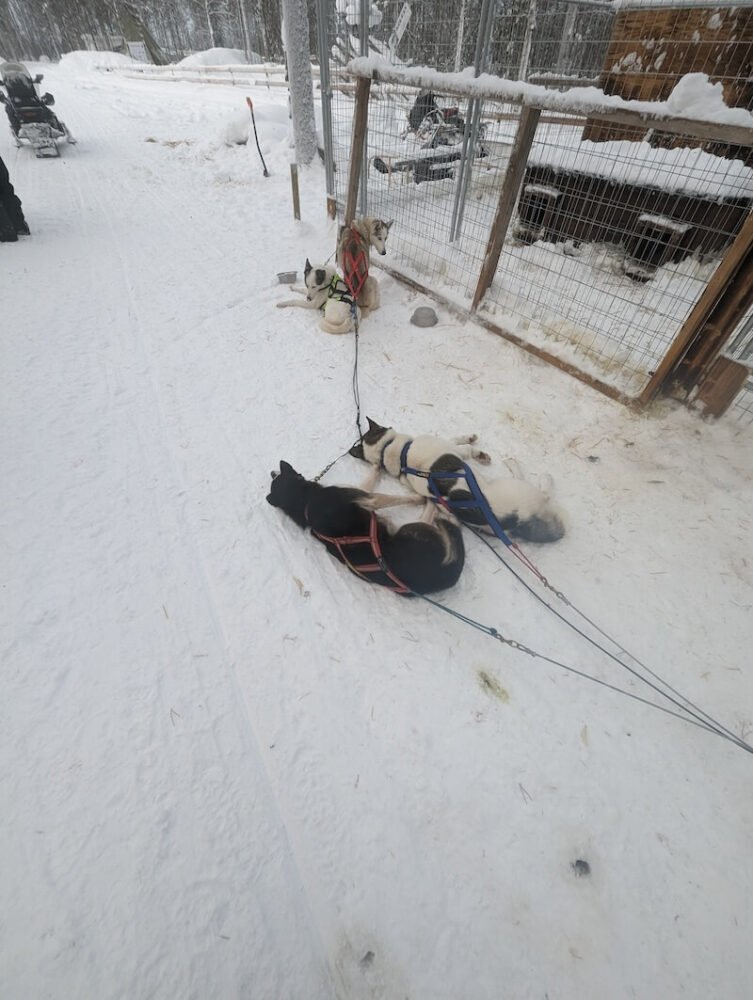 Two sleepy huskies taking a nap after a run in Rovaniemi