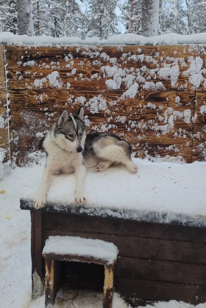 A husky sitting on top of her house at Apukka