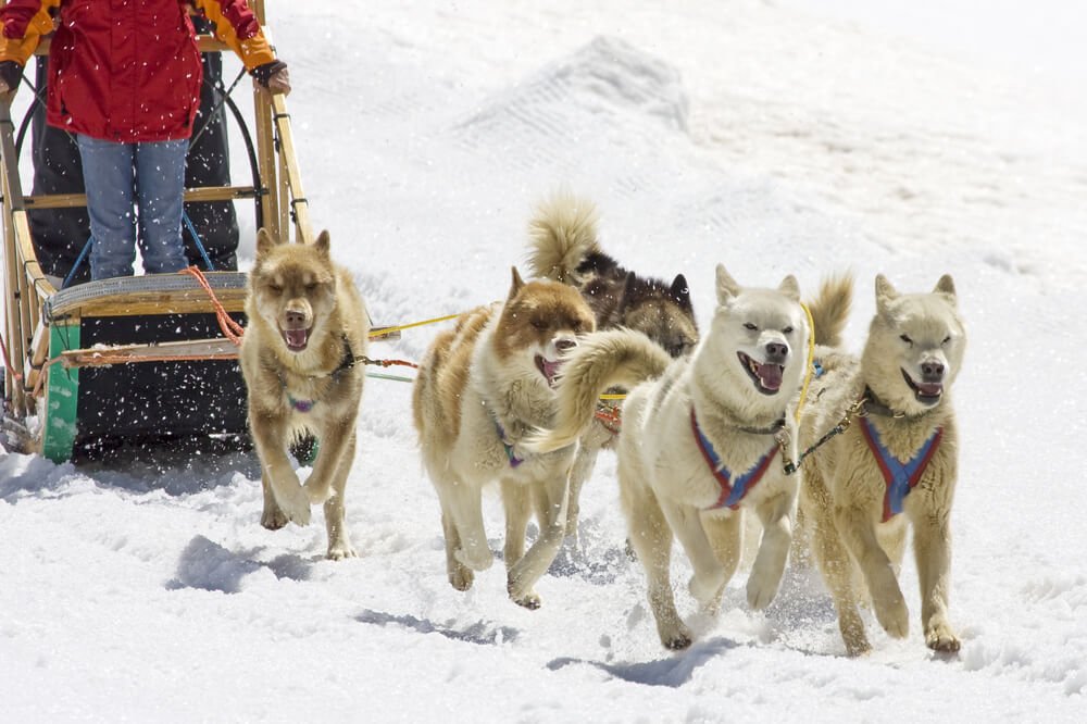 Team of dogs running on the snow with people on the sled in the winter, dog sledding in Switzerland
