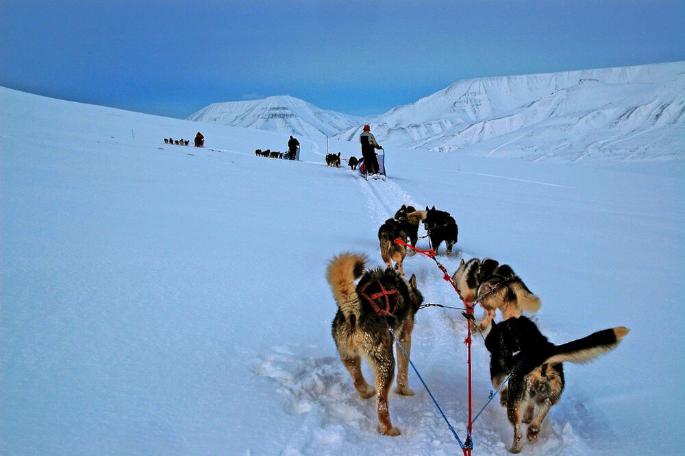 Point of view perspective of mushing your own dog sled while in SValbard in a winter landscape