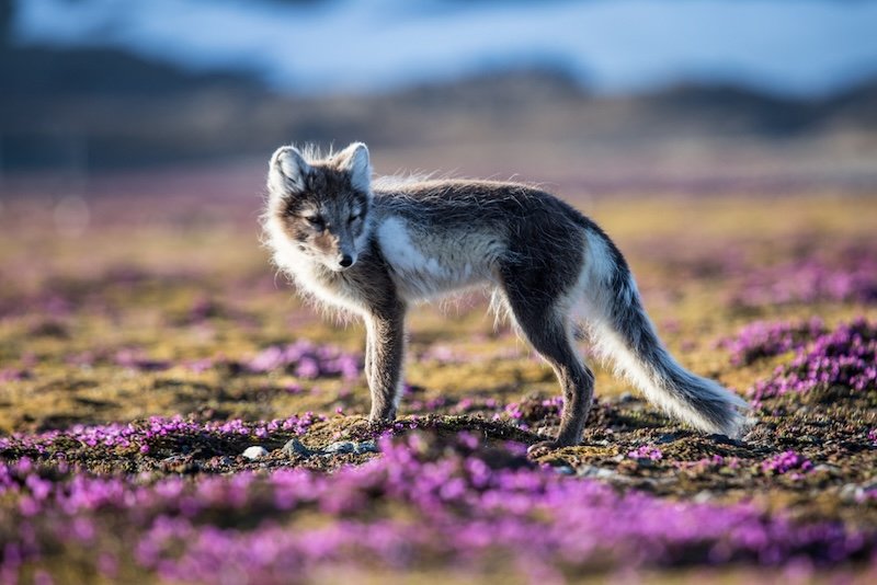 Scruffy looking arctic fox in his summer coat, on the tundra floor with some wildflowers