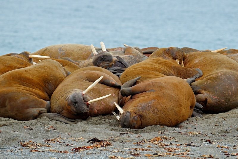 Walrus colony herd on the sand beach in Svalbard, Norway