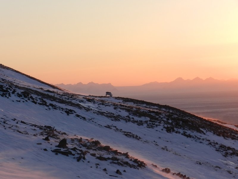 Reindeer grazing during the midnight sun period in Svalbard