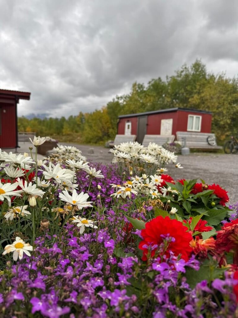 Flower bed with white, red, and purple flowers in a part of Abisko Mountain Lodge