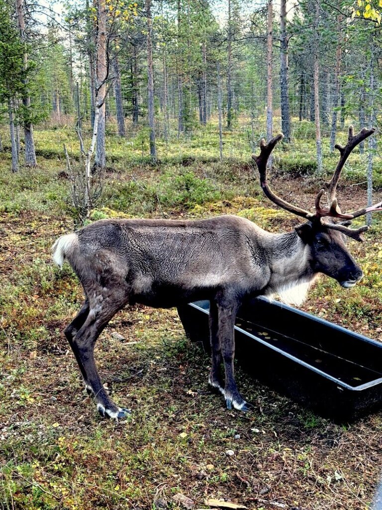 Another reindeer eating from a trough to supplement his autumn diet