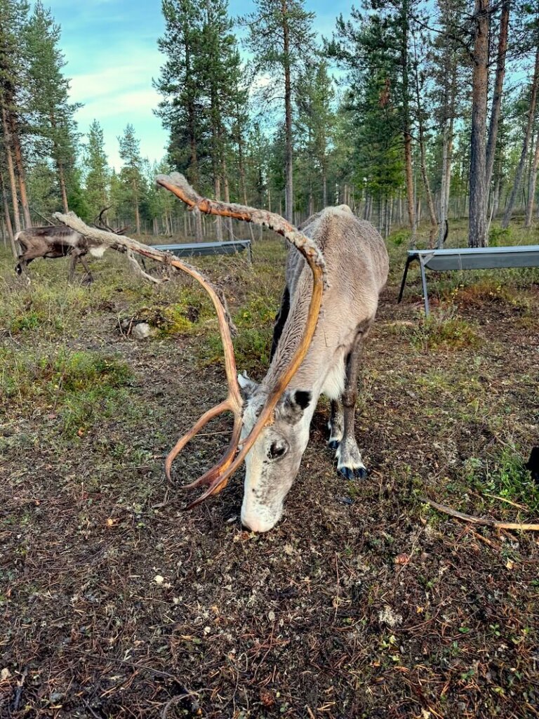 One of the three reindeer on-site during autumn
