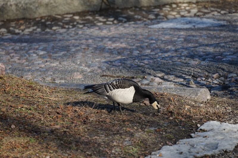 A bird pecking at the icy ground in Suomenlinna fortress area