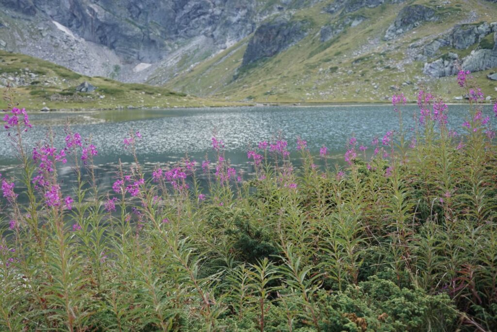 Wildflowers at Rila Lake