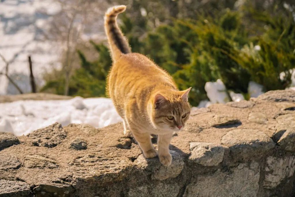 Monastery cat, orange and fat