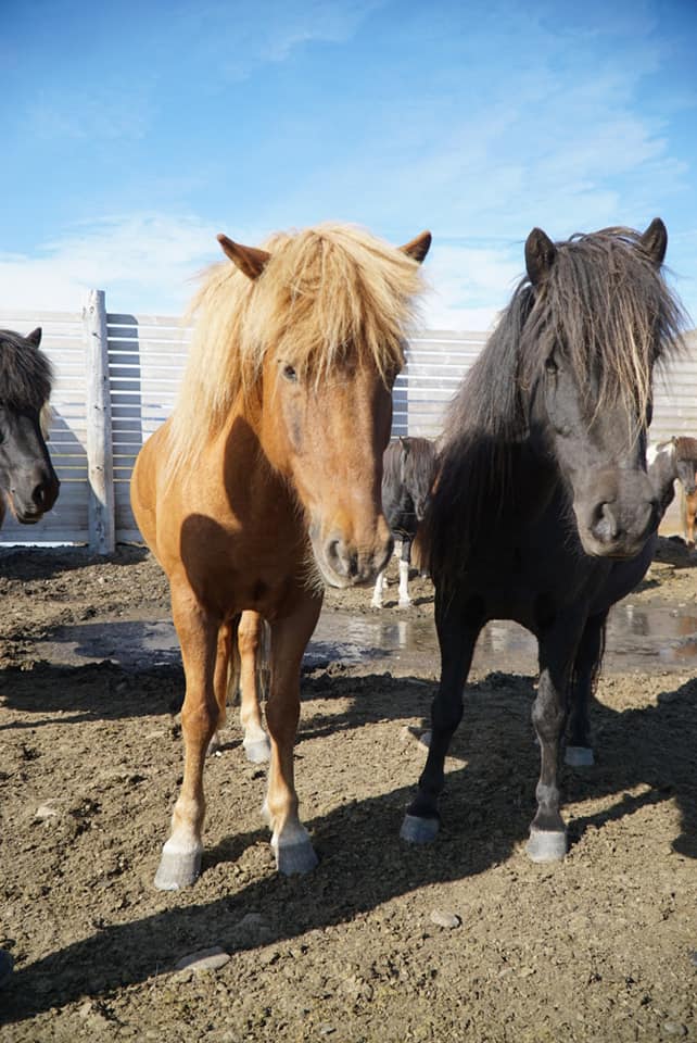 The beautiful Icelandic horses hanging out at the stables