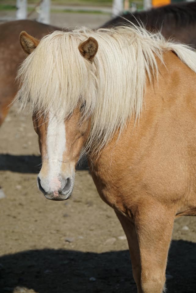 Horse with beautiful mane and bangs covering their eyes 