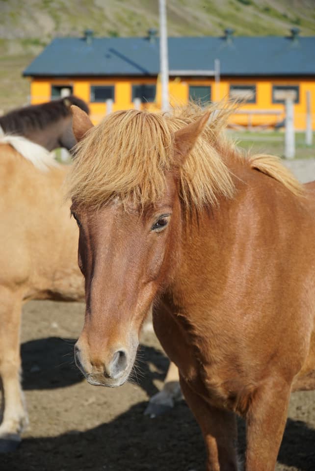 The beautiful horses of Iceland