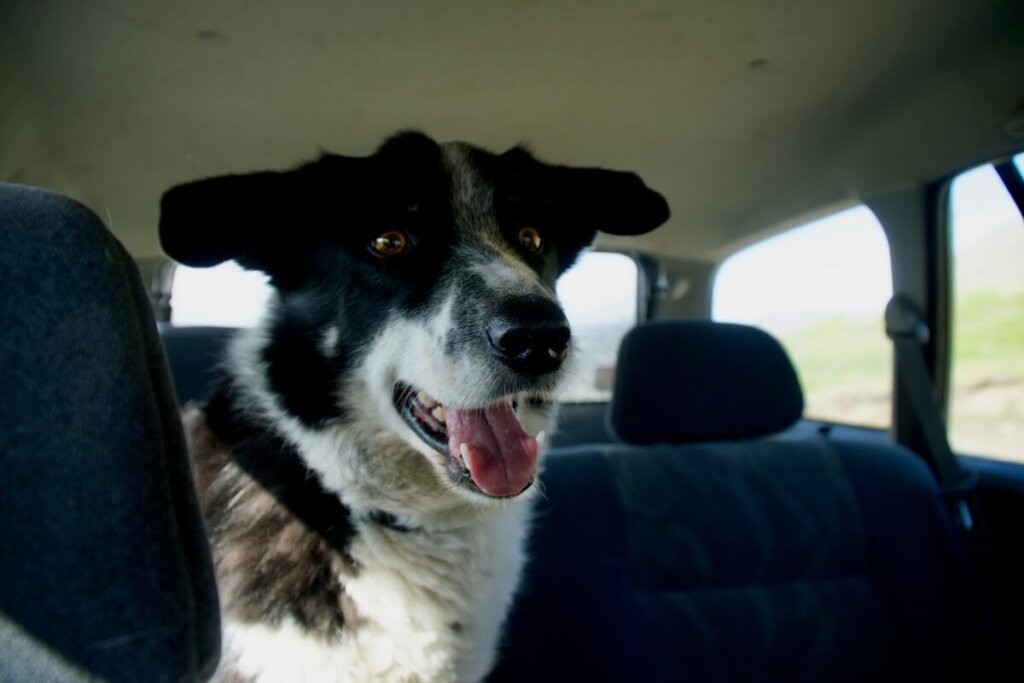 Very happy dog in the car