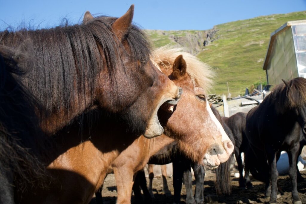 A silly moment of a horse biting another on the face