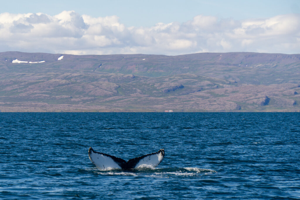 A whale tail in clouds in the distance and fjord