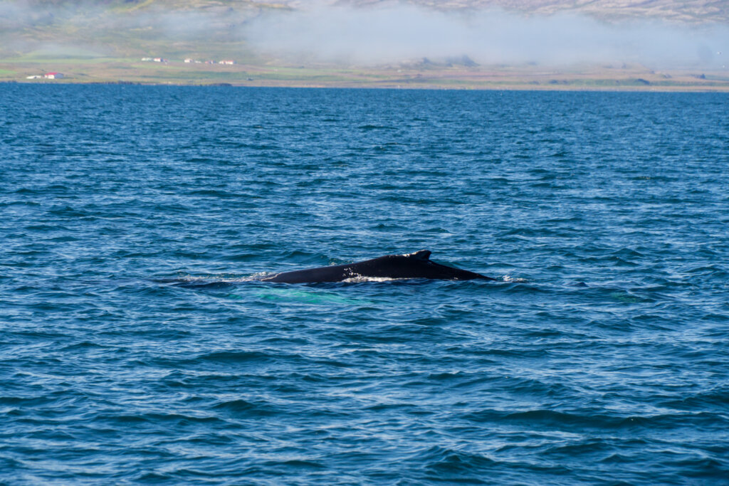 Humpback whale in the Holmavik waters