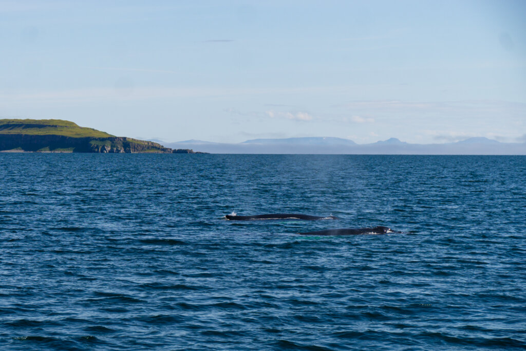Two whales in the water of the fjords