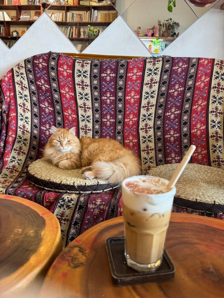 Cat in a cat cafe, sitting on a pretty bench, with coffee in front of the cat