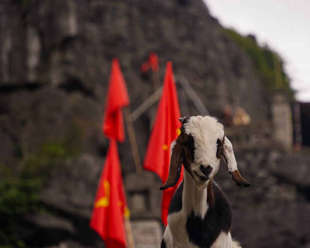 Cheeky goat standing on the wall of the staircase