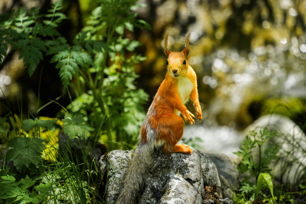 A Eurasian red ground squirrel looking at the camera