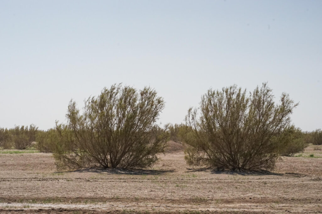 Some of the life that can grow in the desert