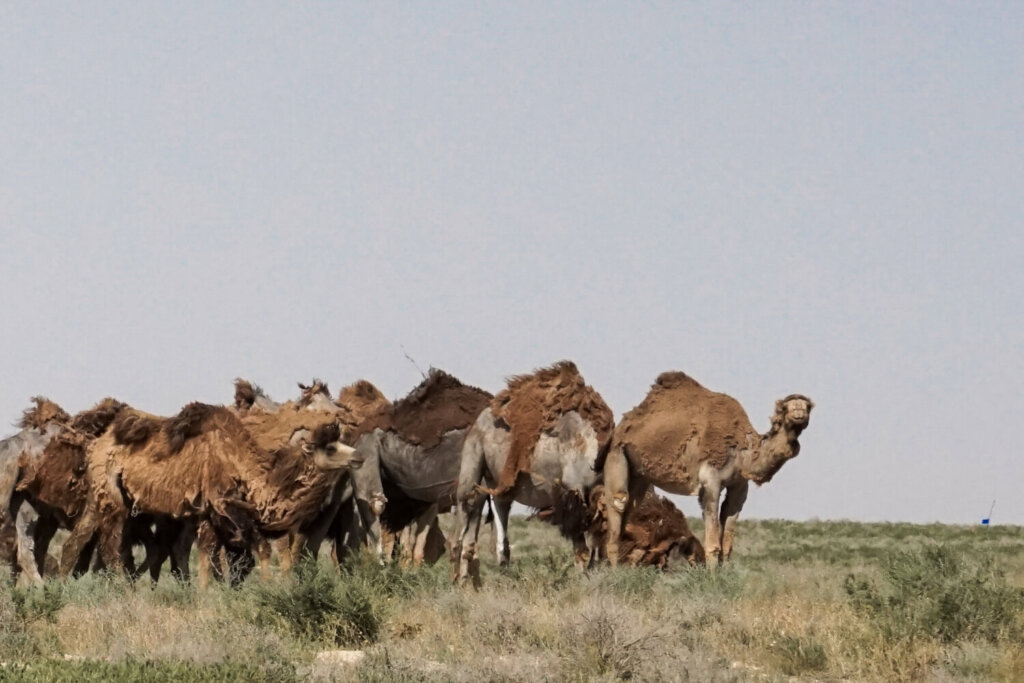 Camels on the steppe on the way to the Aral Sea