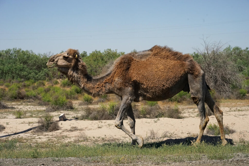 Camels in the road on the way to the Aral Sea