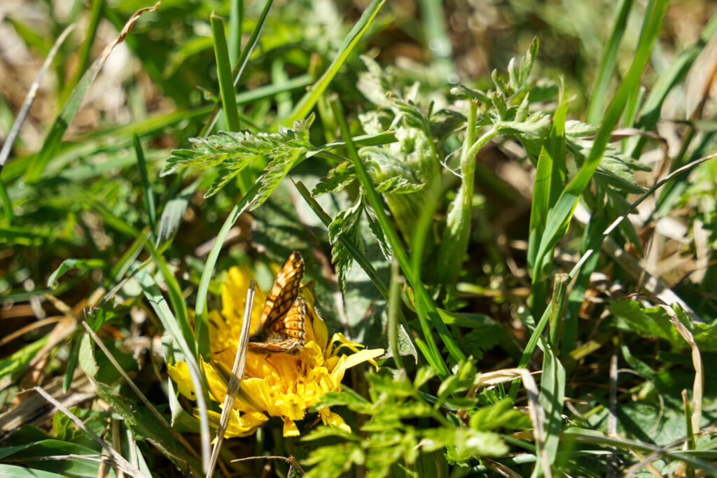 Butterfly on a wildflower at Big Almaty Lake