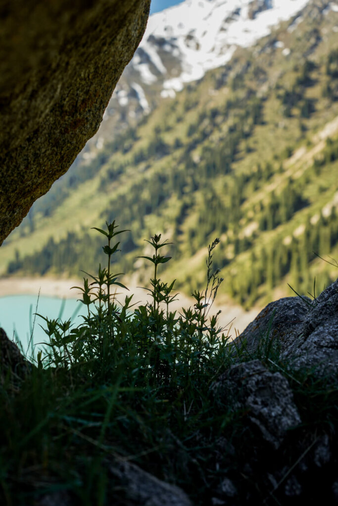 Wildlfowers and rocks at Big Almaty Lake