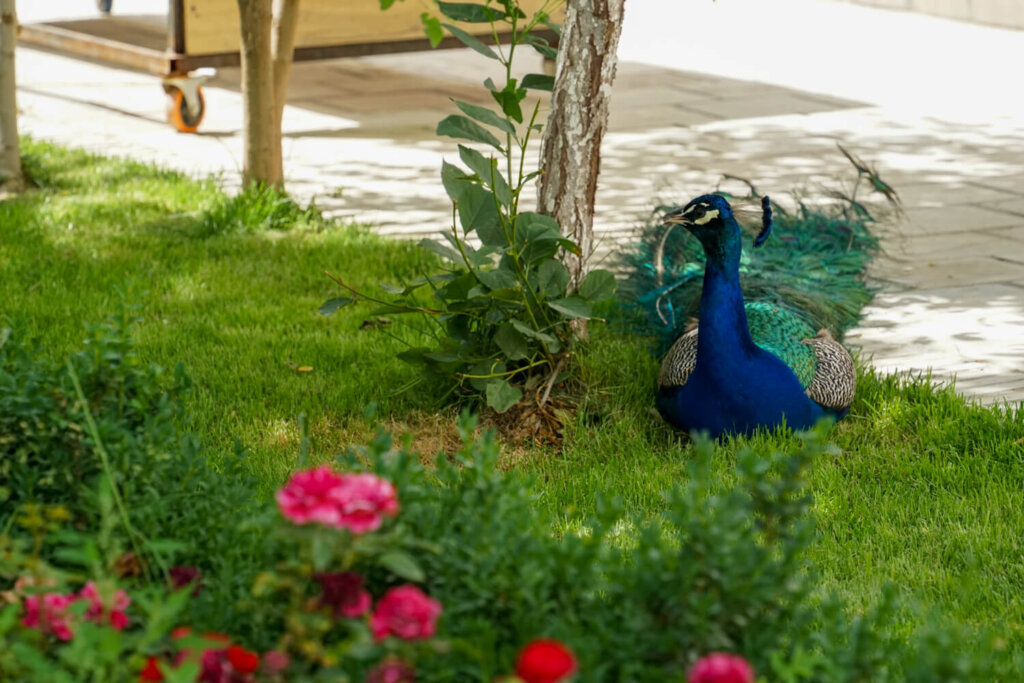 A peacock outside the cage sitting near a rose bush, making a ruckus